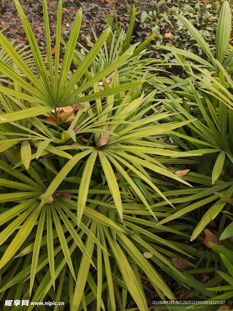 翠绿细长叶片的植物