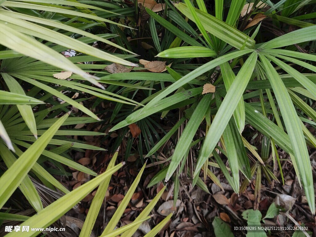 翠绿蒲葵叶片特写