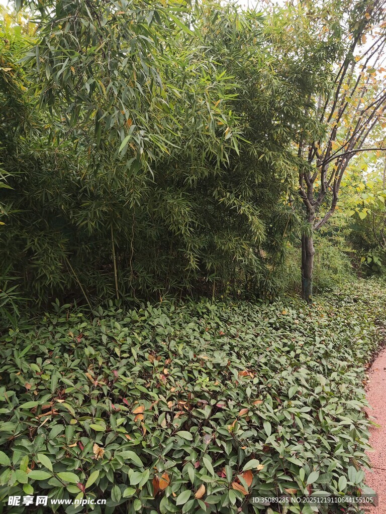 林间落叶铺就的静谧景致