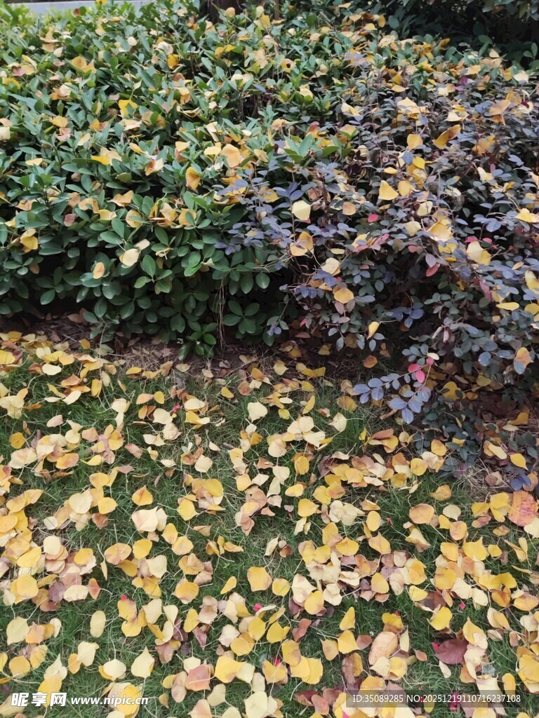 落叶铺地的秋日景致