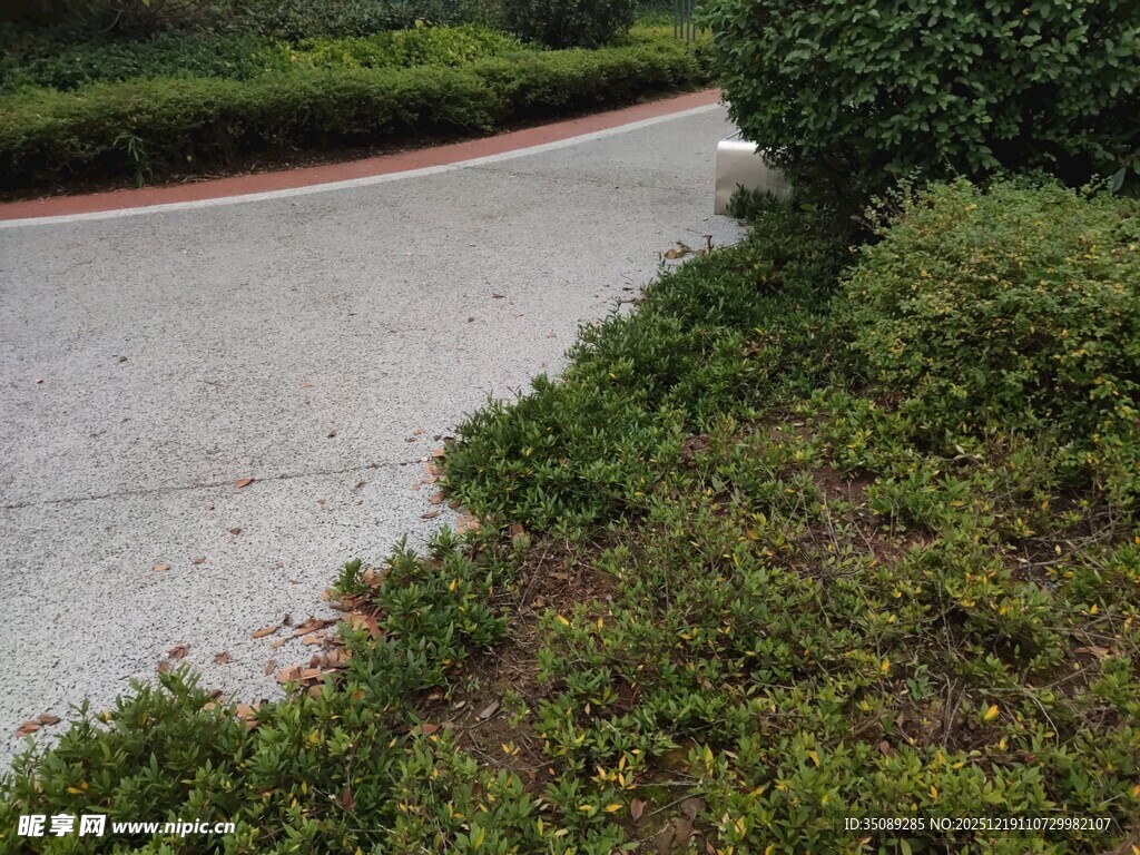 路边绿意盎然的植被景观