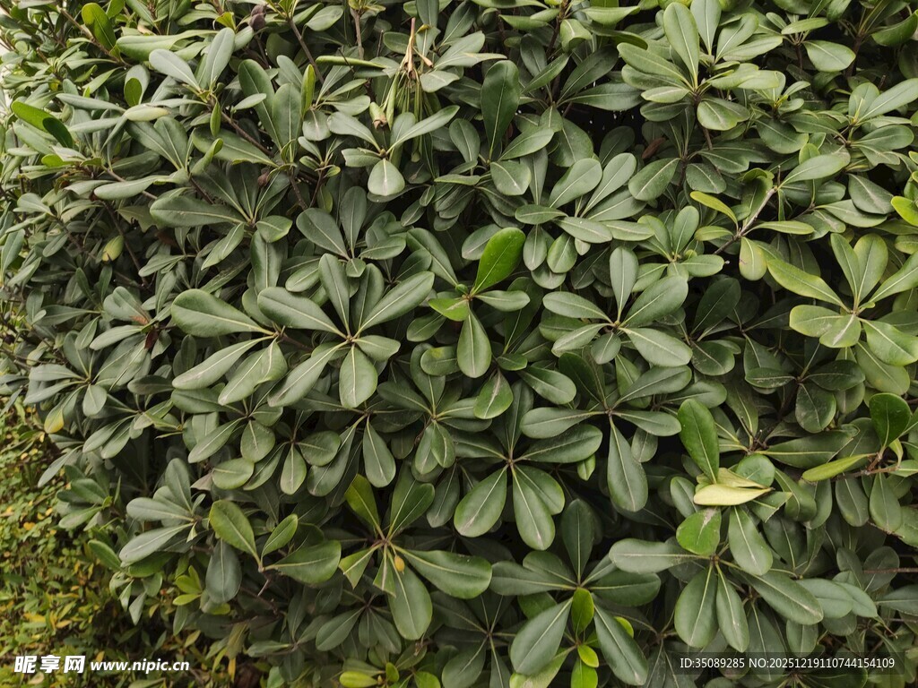 绿叶繁茂的植物景观