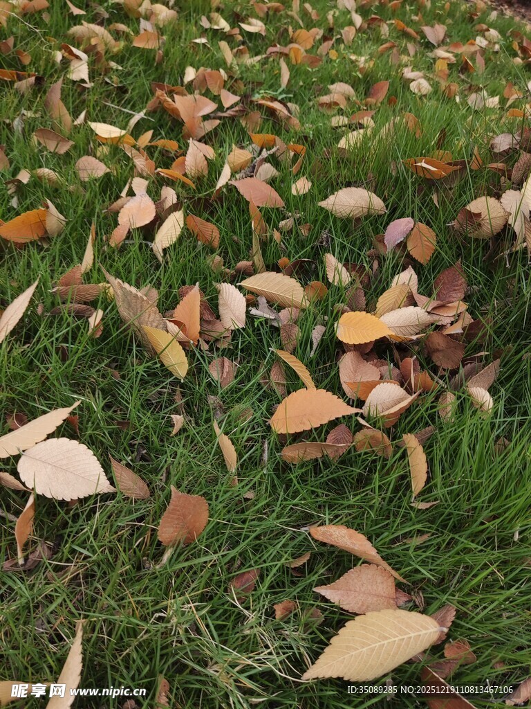 草地上的缤纷落叶