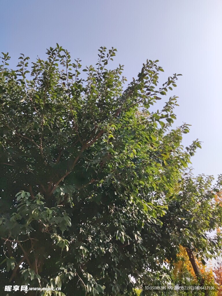 阳光下的葱郁绿树