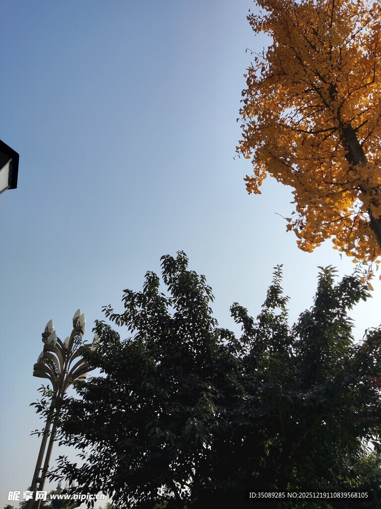 秋日银杏与绿树蓝天