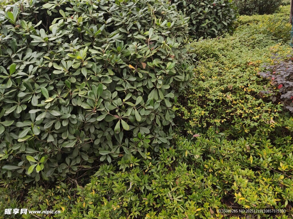 绿意盎然的灌木丛景观