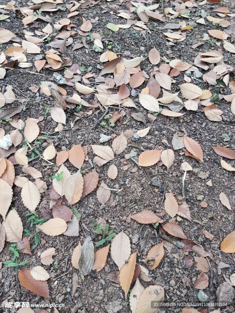 地面散落的多彩落叶