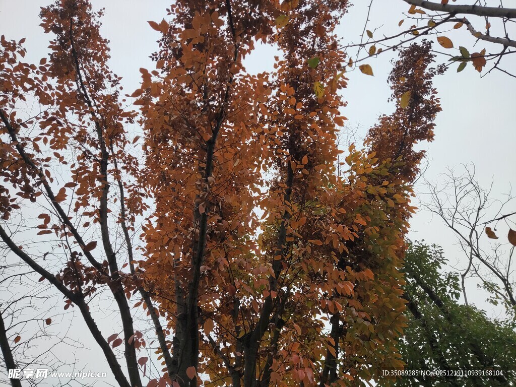 秋日树梢斑斓树叶景致