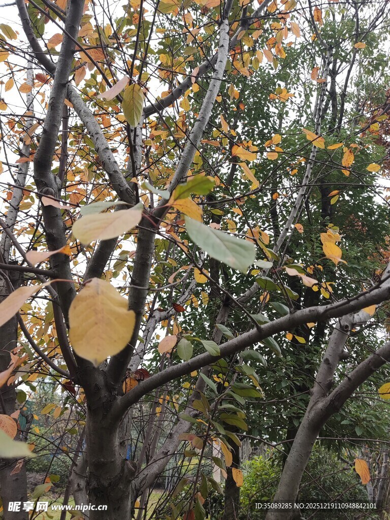 秋日枝头泛黄树叶景象