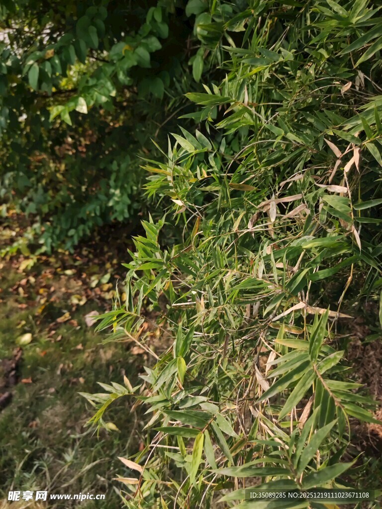 翠绿枝叶展现自然生机