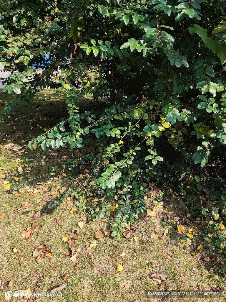 绿叶繁茂的地面植物景观