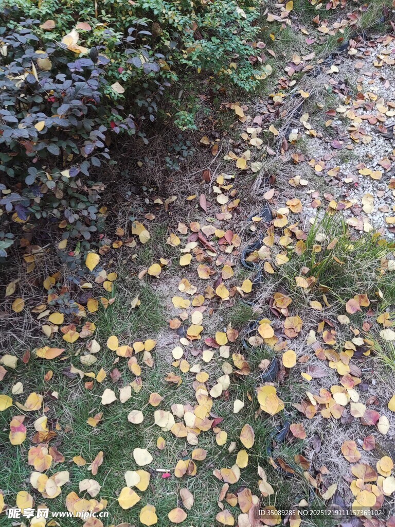 秋日落叶覆盖的林间小径