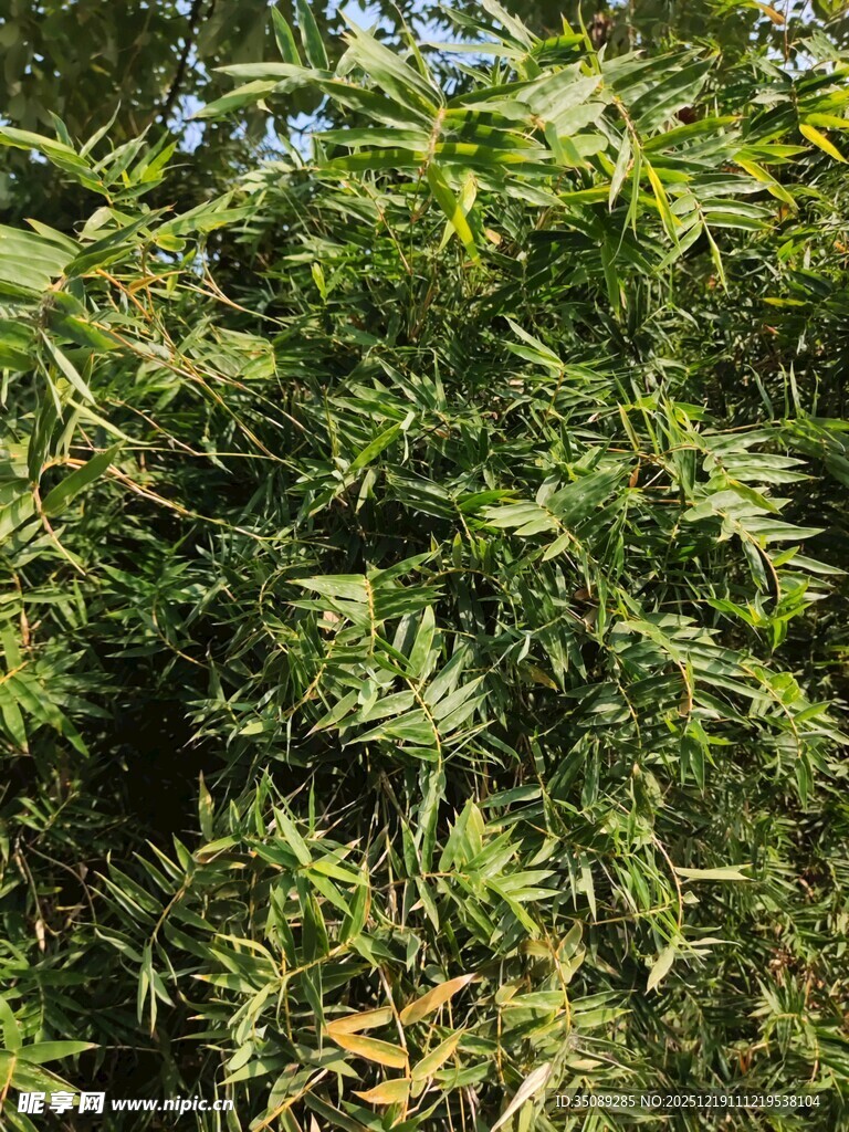 翠绿繁茂的植物枝叶