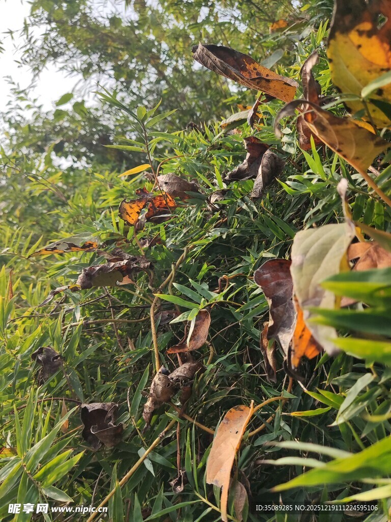 茂密丛林中的多样植物