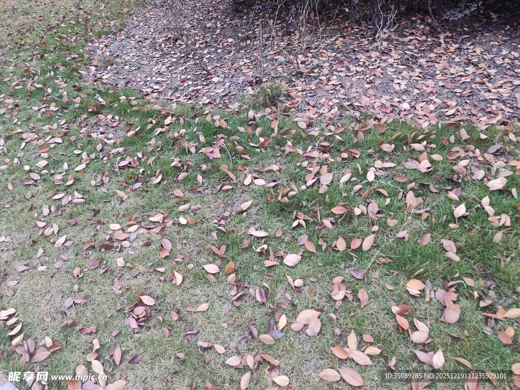 草地落叶景象