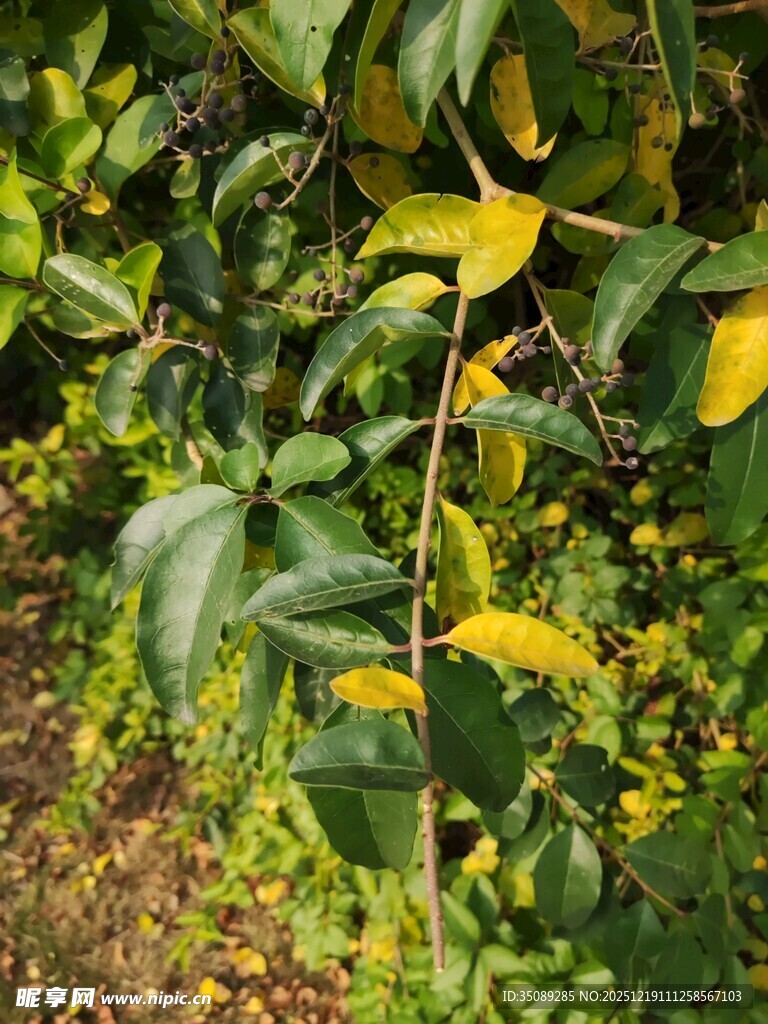 绿叶间的黄色叶片展现生机