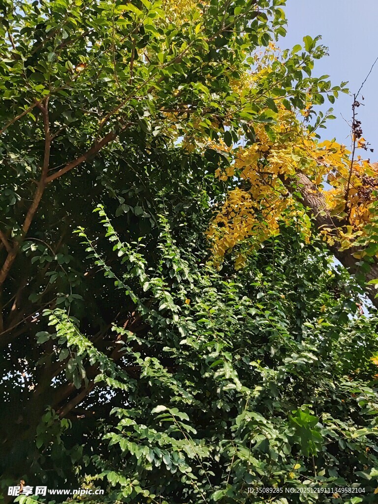 秋日斑斓的繁茂绿树