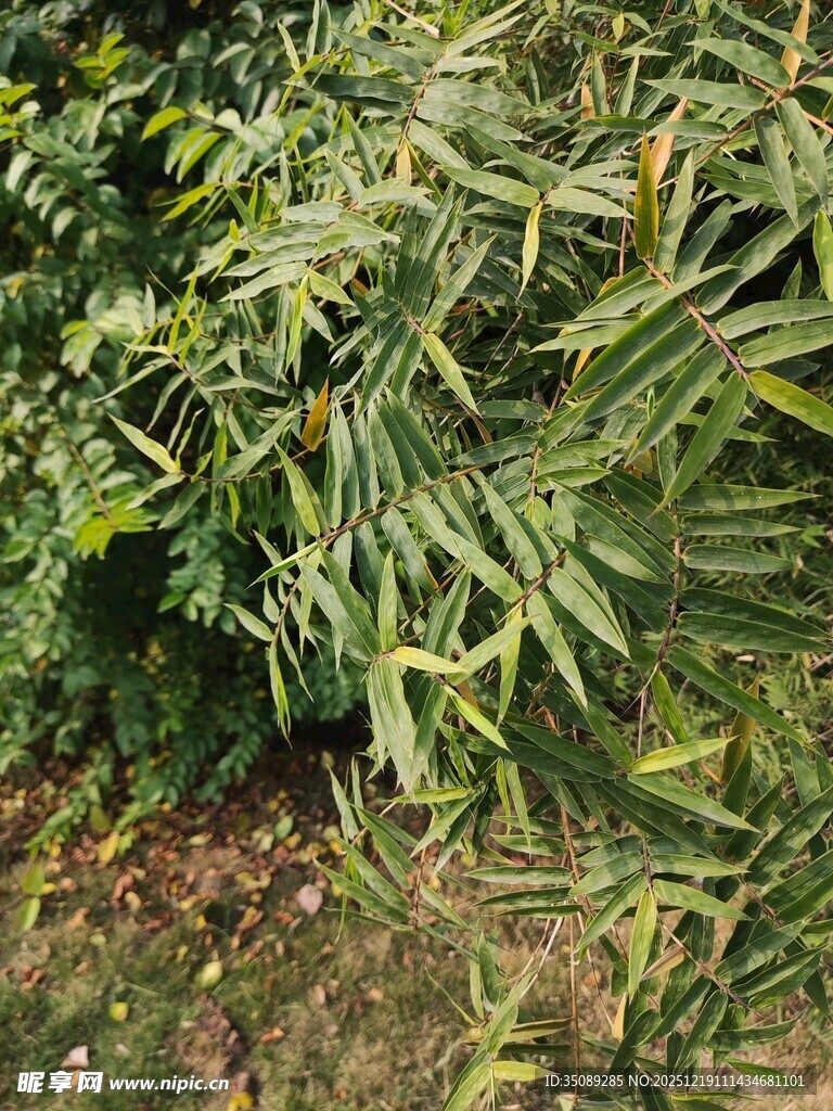 翠绿竹叶植物景观