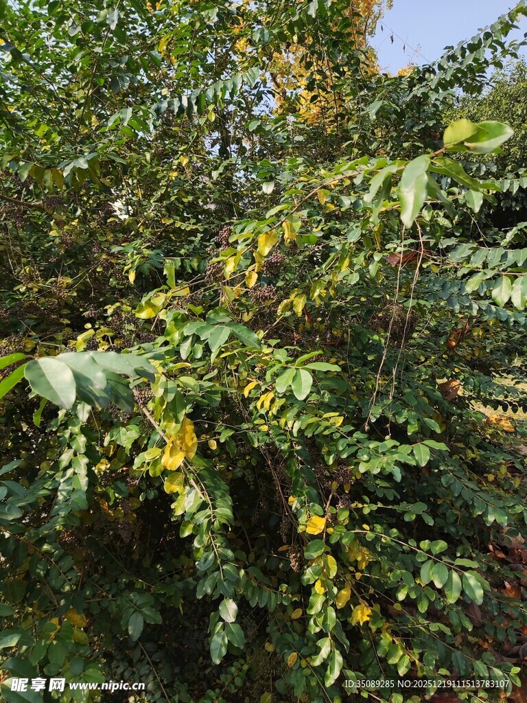 绿叶间的黄色果实