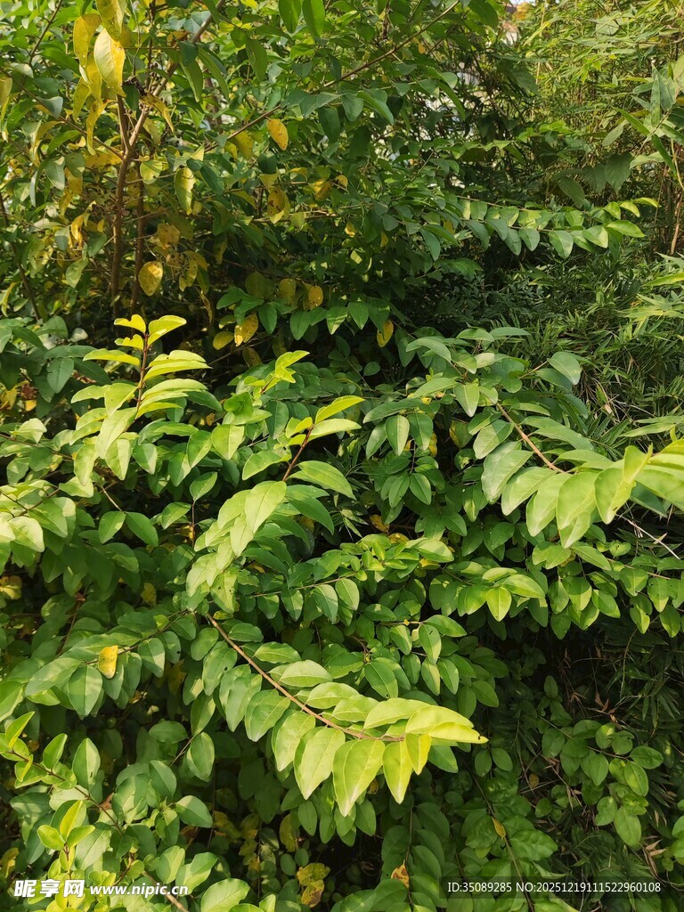 茂密绿植展现自然生机