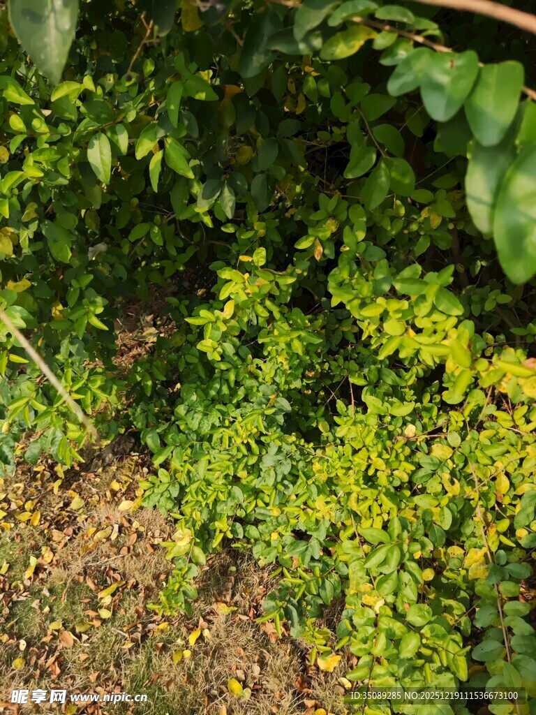 繁茂绿植展现自然生机