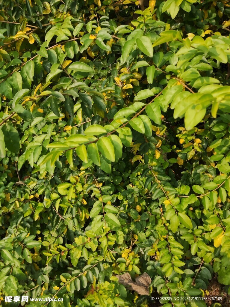 翠绿繁茂的植物叶片