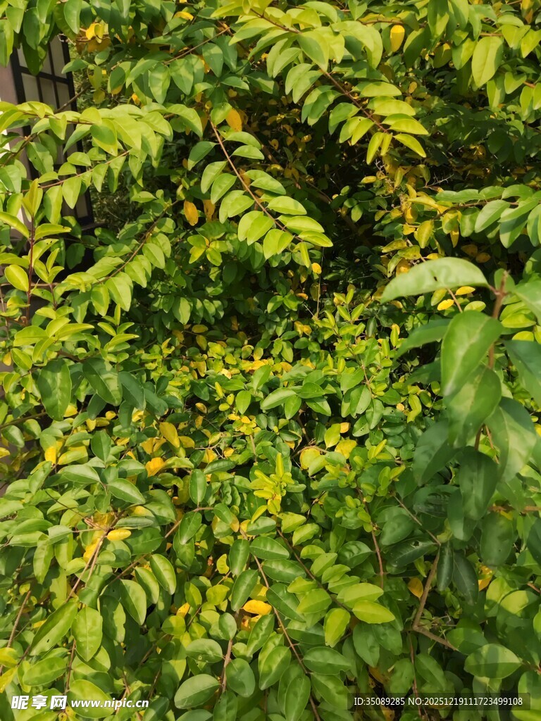 翠绿繁茂的植物枝叶