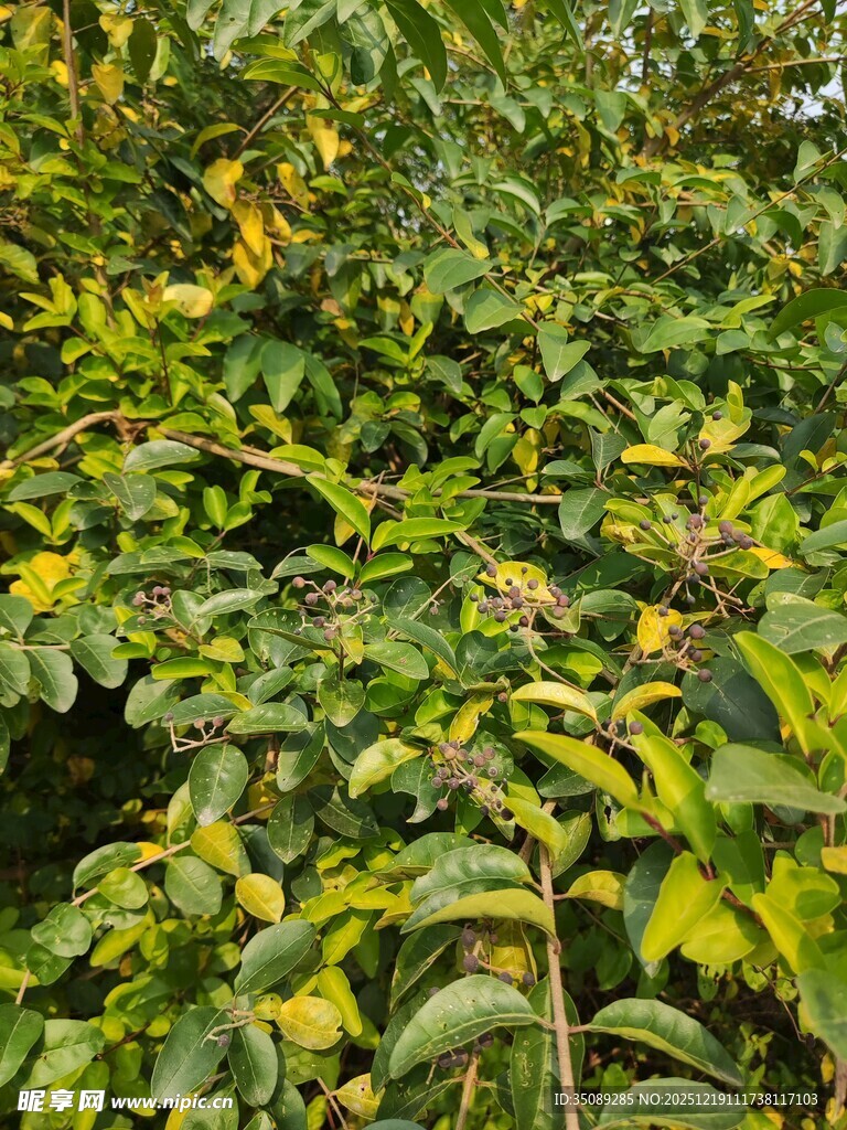 繁茂绿叶植物景观
