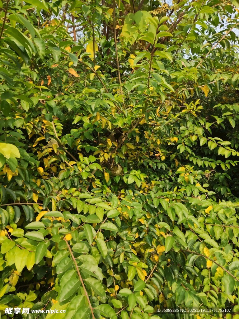繁茂绿植展现自然生机