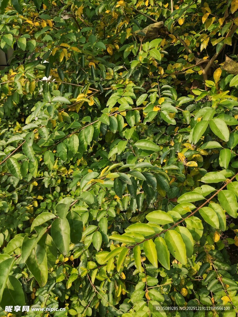 翠绿繁茂的羽状复叶植物