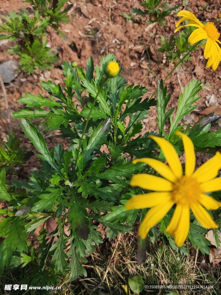 黄色小花绽放于绿植间