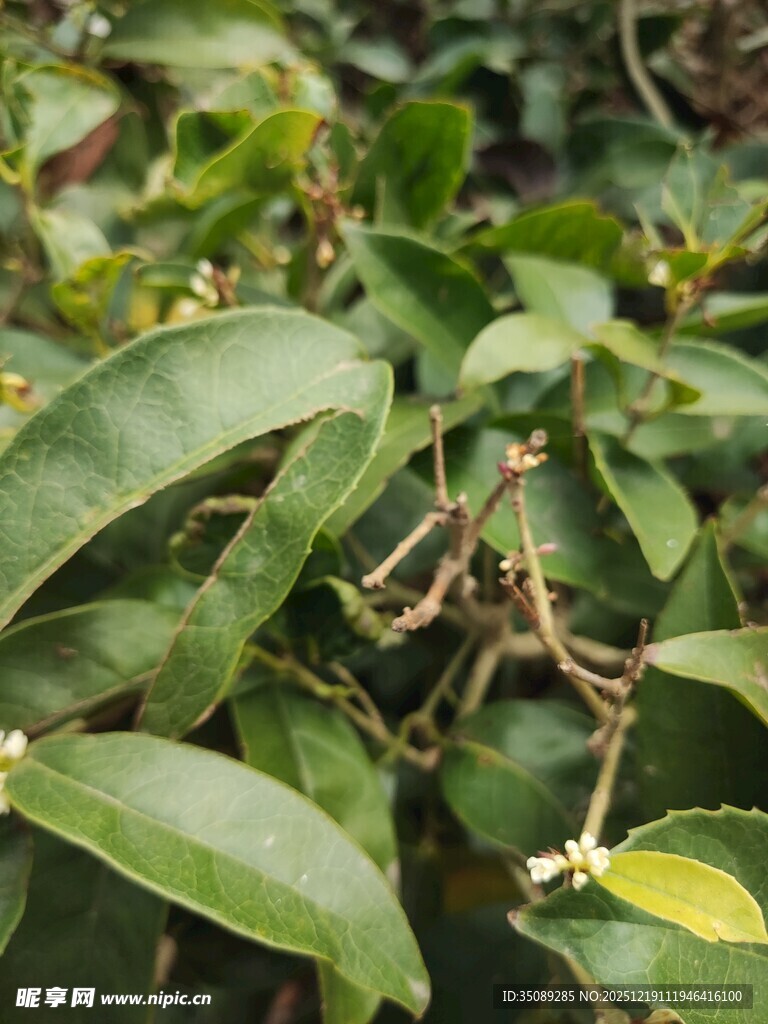 翠绿枝叶间的生机景象