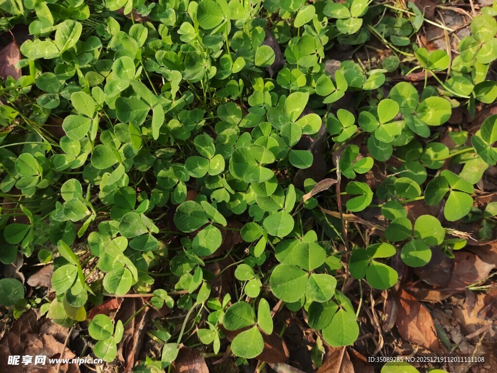 嫩绿植物生机盎然