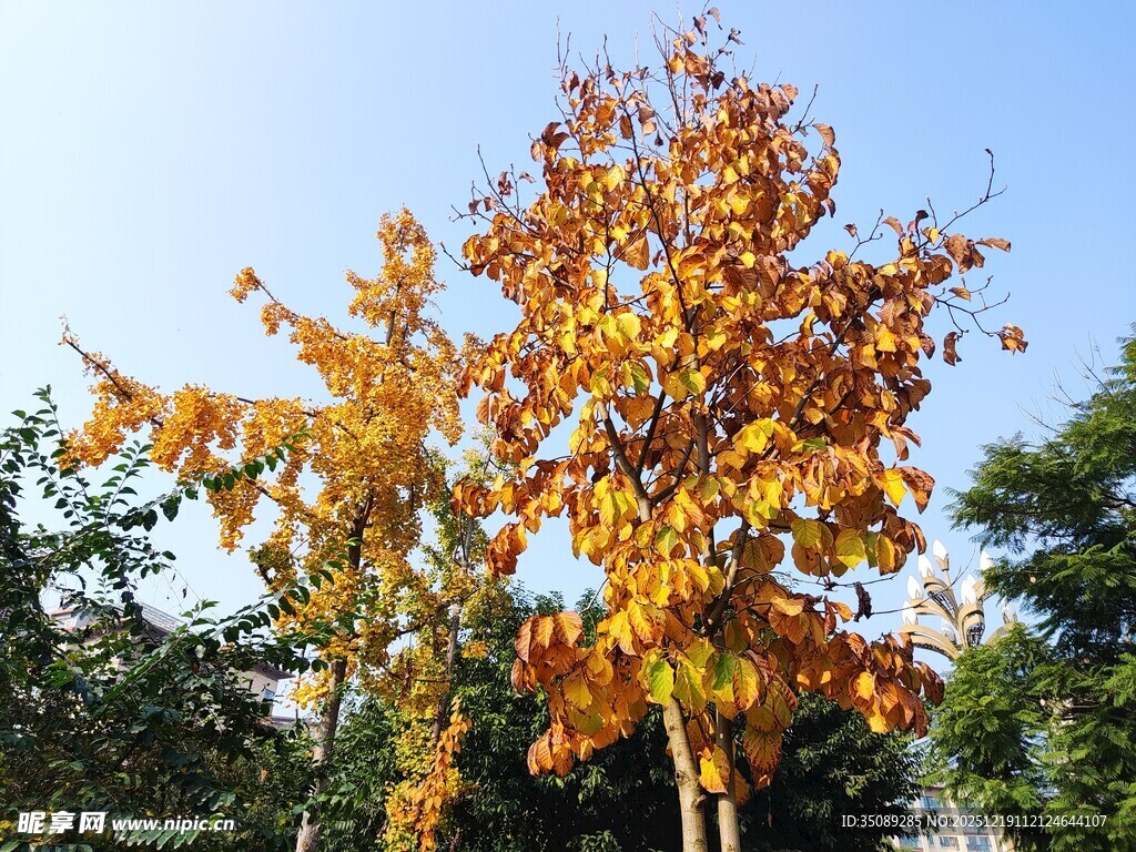 秋日绚烂彩叶树