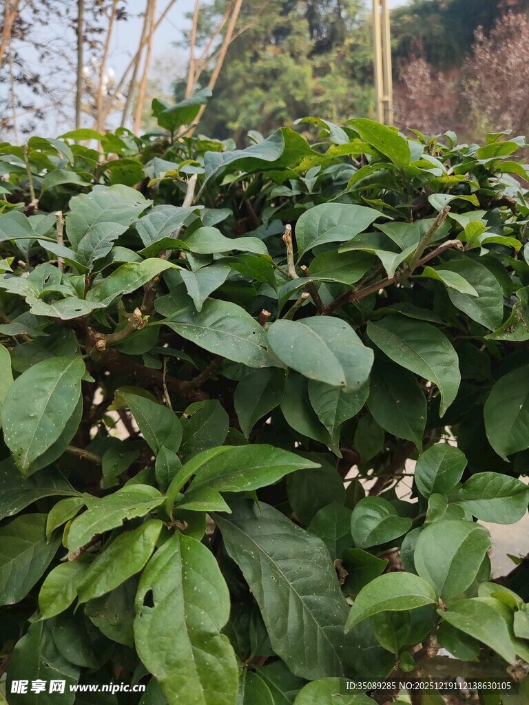 绿叶繁茂的灌木丛