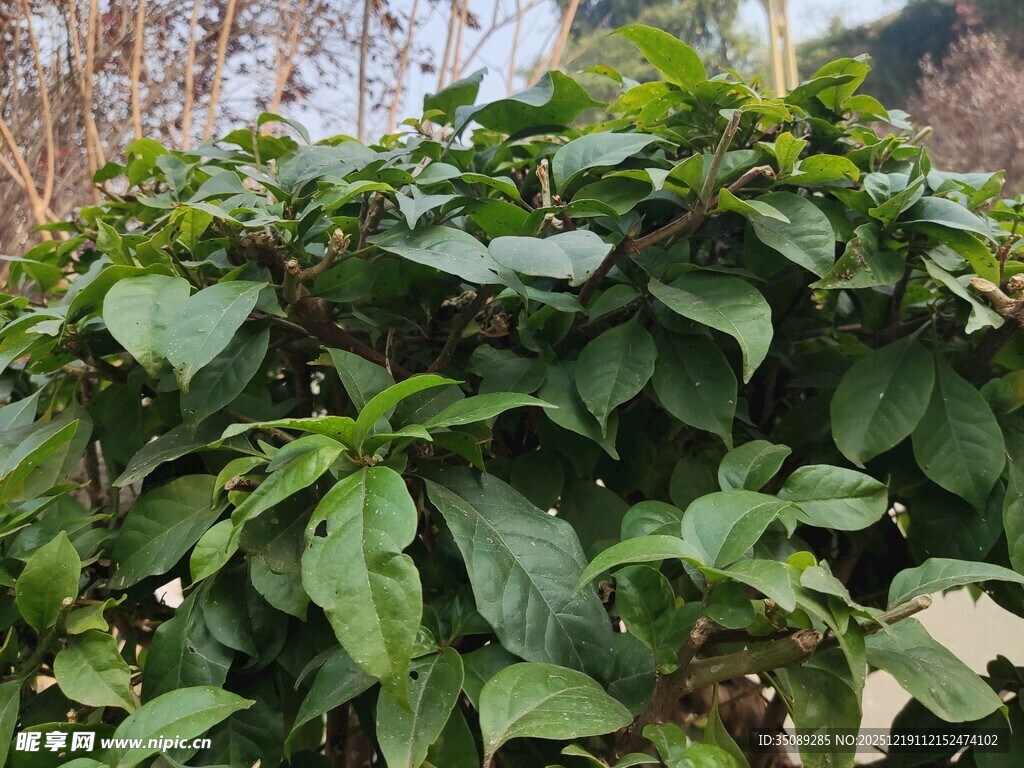 绿叶繁茂的植物景观