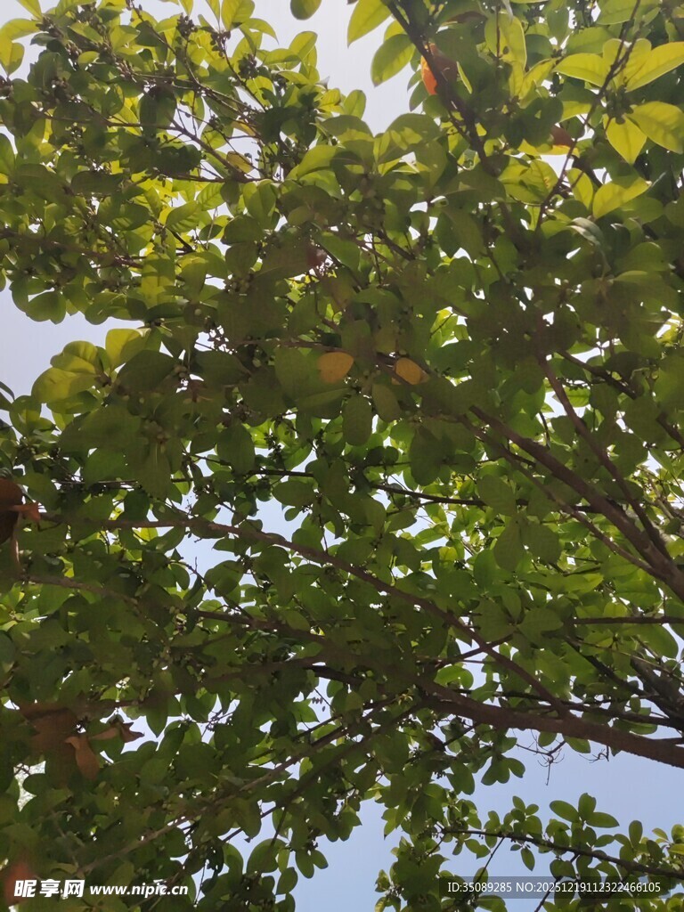 繁茂枝叶间的蓝天一角