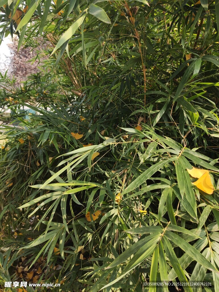 绿叶丛中的黄色花朵