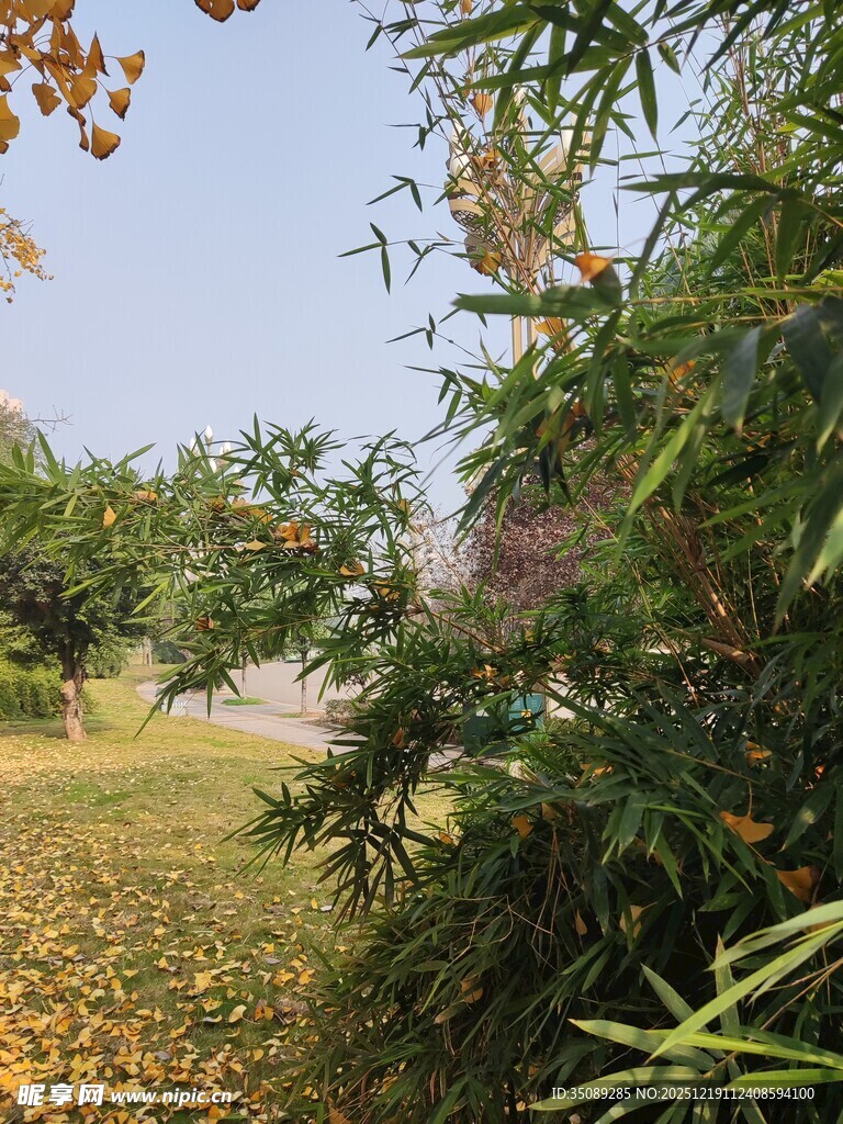 秋日果园绿意与落叶交织