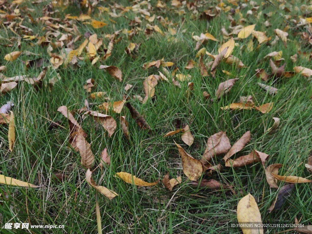 草地上的散落枯叶