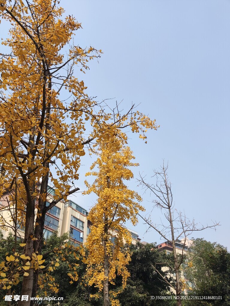 秋日金黄银杏树风景