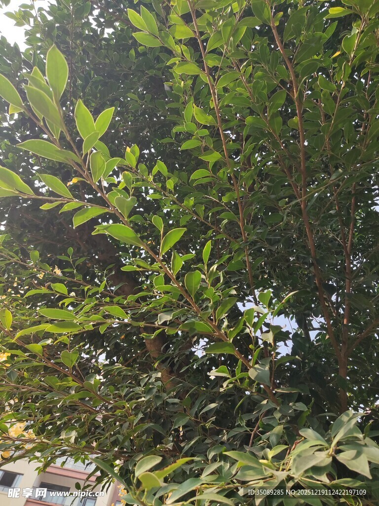 繁茂绿叶间的自然景致