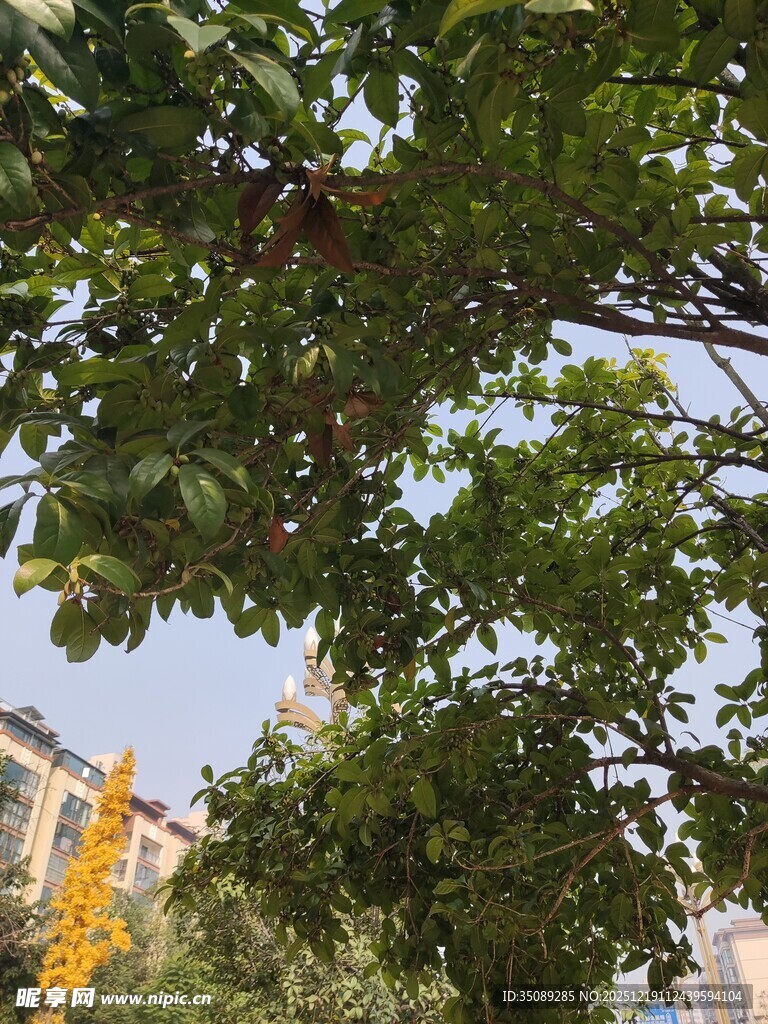 绿叶繁茂的树冠景象