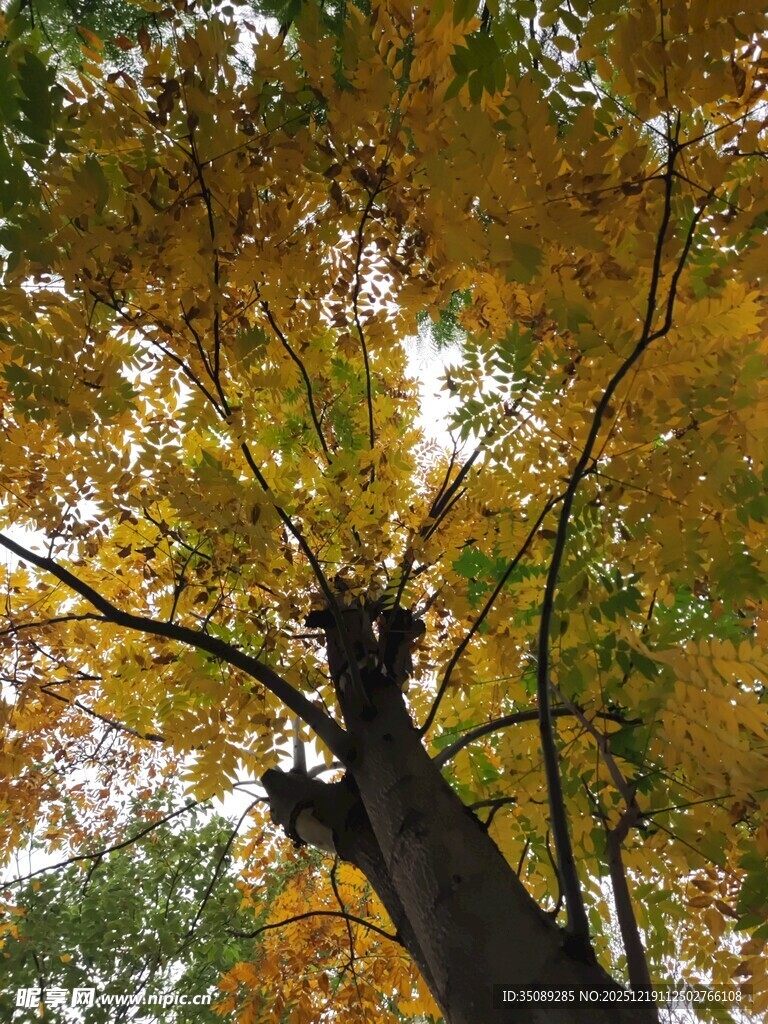 秋日金黄树冠仰视美景