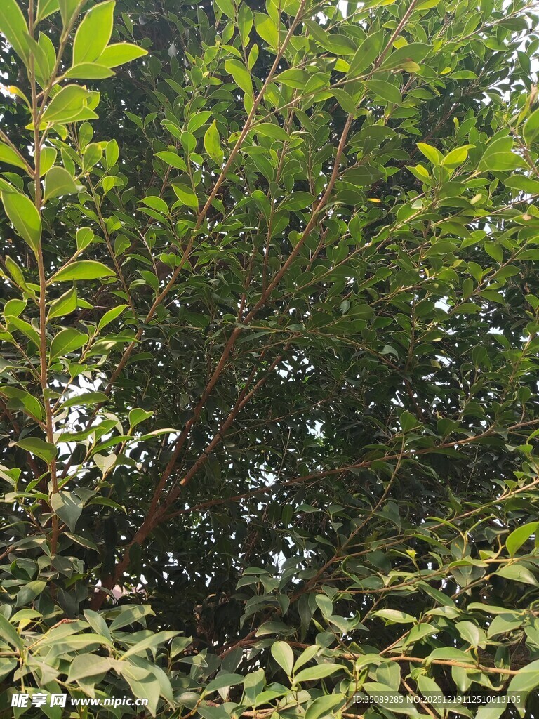 茂密绿植景观