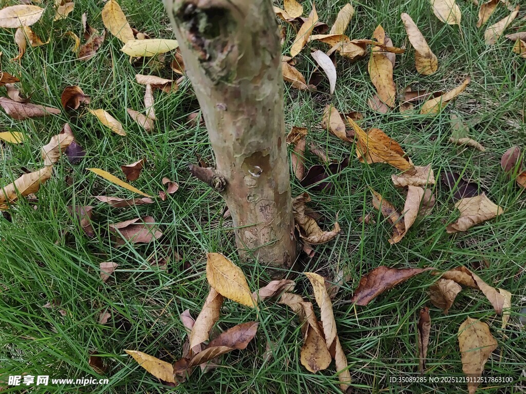 树下落叶秋意初显