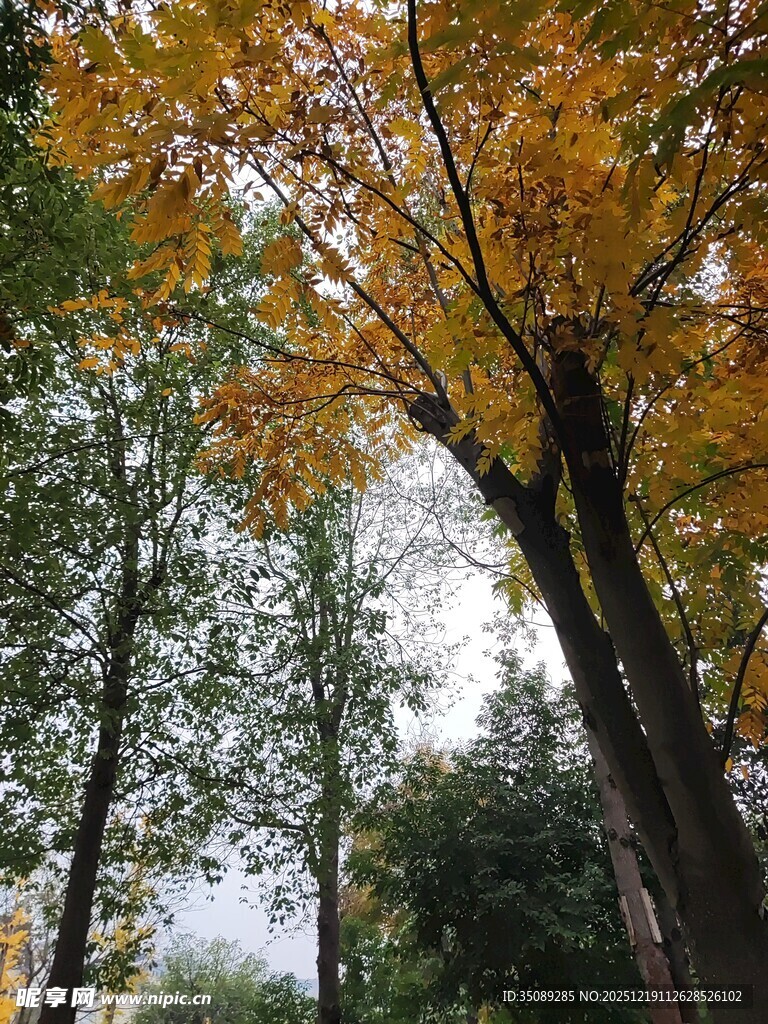 秋日林间斑斓树冠