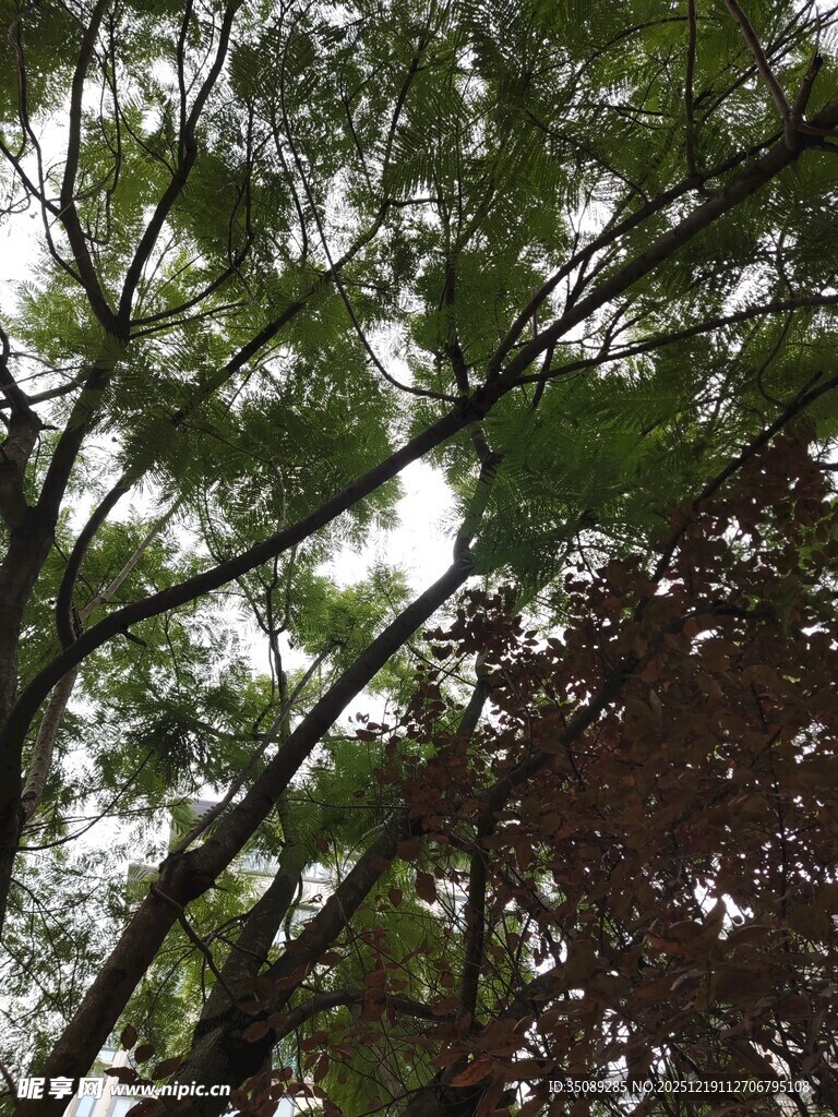 仰视繁茂枝叶景观
