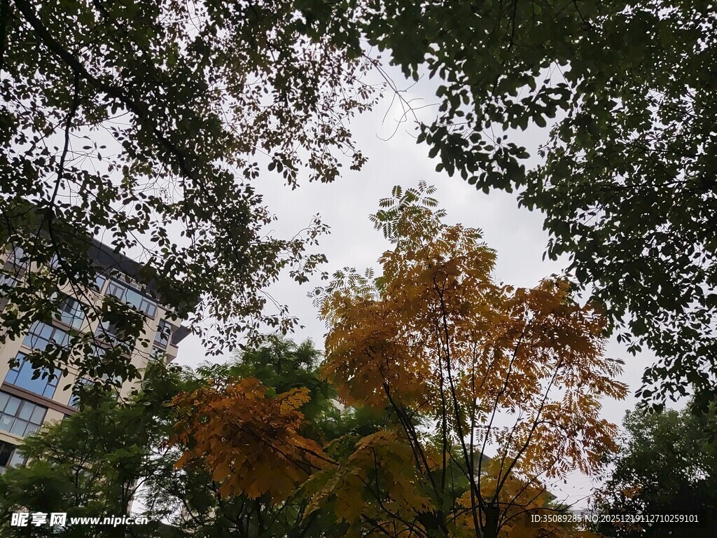 秋日树梢斑斓景致