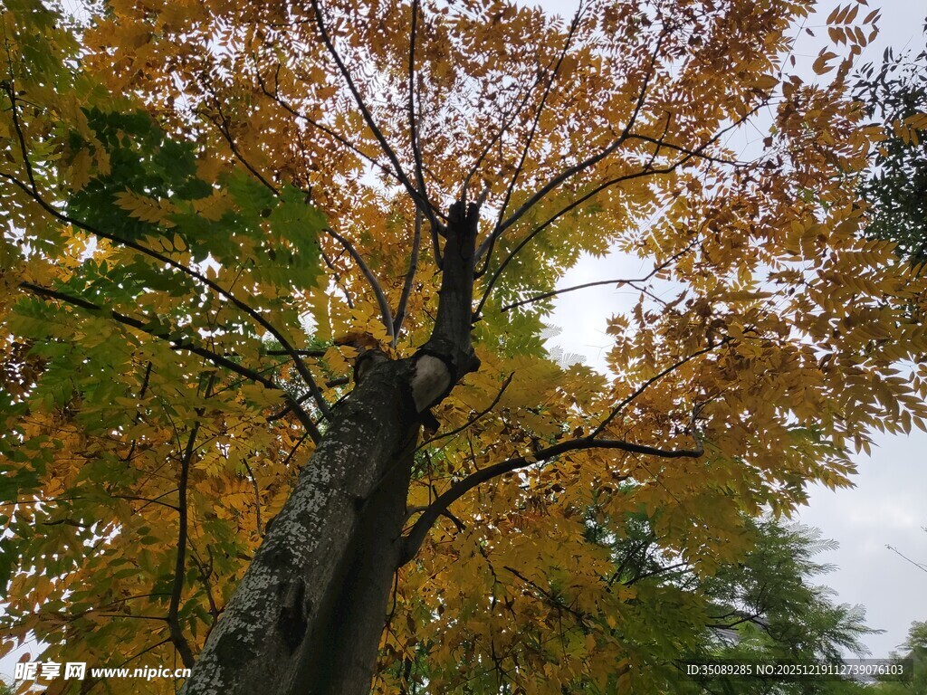 秋日挺拔树木枝叶繁茂